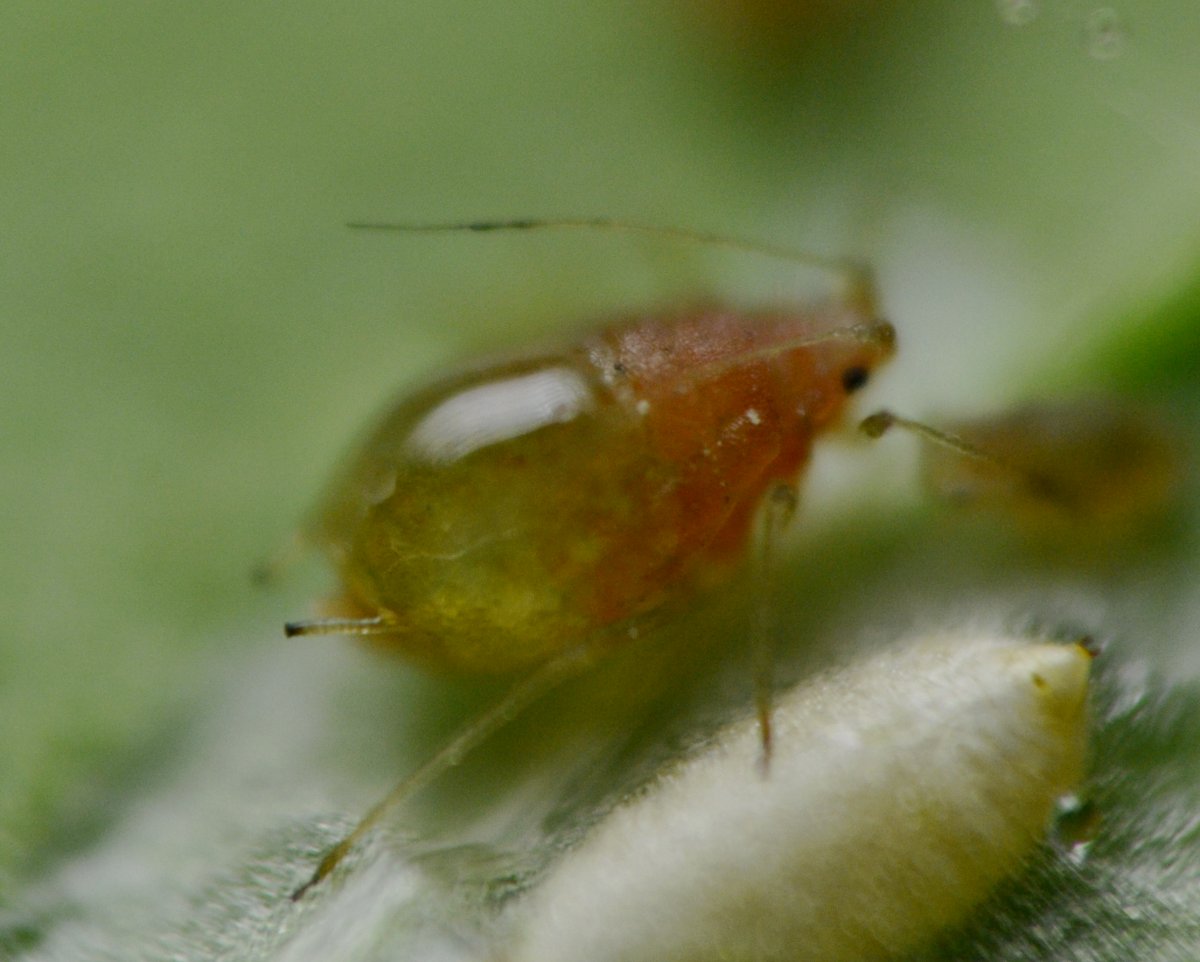 Afidi  ( Macrosiphum rosae) e larve di dittero Agromyzidae